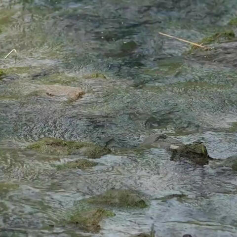 Meditation Harmony: Stream of Balance
