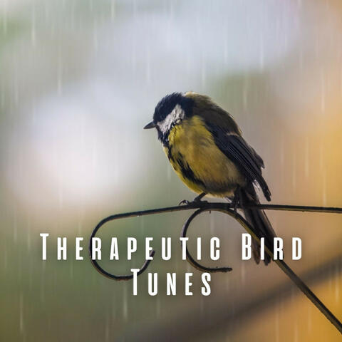 Therapeutic Bird Tunes