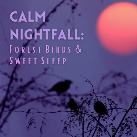 Calm Nightfall: Forest Birds and Sweet Sleep