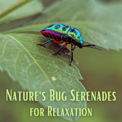 Nature's Bug Serenades for Relaxation
