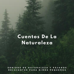 Un Viaje Mágico