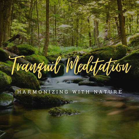Stream's Tranquil Meditation: Harmonizing with Nature (ASMR)