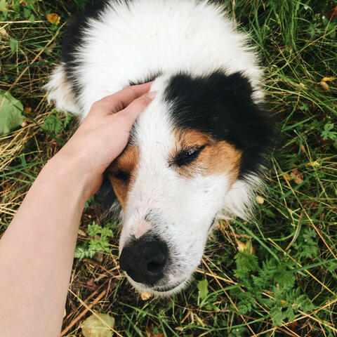 Dog Chill Out Music