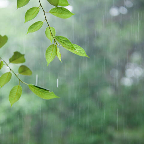 Harmonic Drizzle: Serene Rainfall Soundscapes