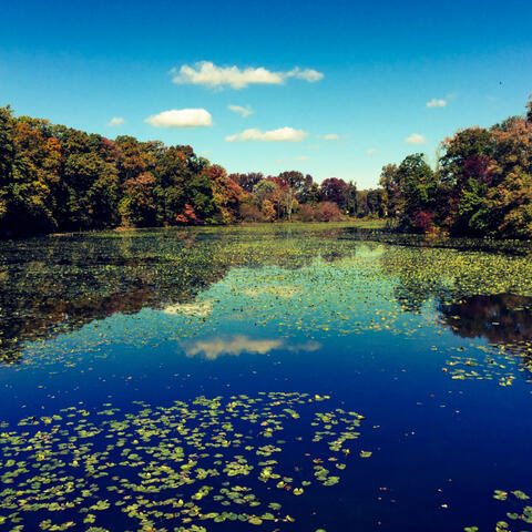 Harmonic River Harmony: Nature's Lyrical Flow