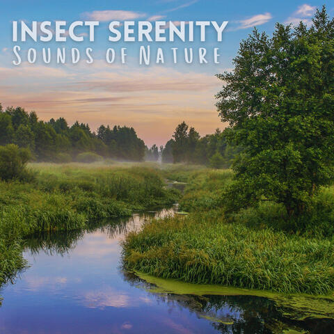 Insect Serenity: Sounds of Nature