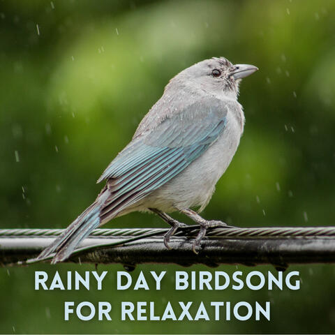 Rainy Day Birdsong for Relaxation