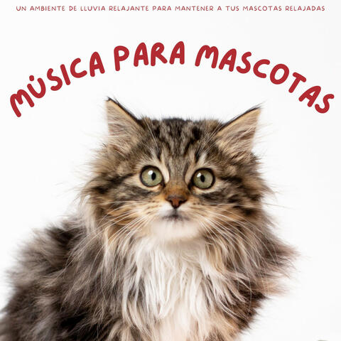 Música Para Mascotas: Un Ambiente De Lluvia Relajante Para Mantener A Tus Mascotas Relajadas