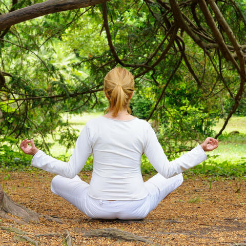 Rainy Meditation Melodies: Nature Birds and Crickets Serenade