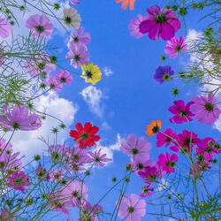 Nature Colorful Bouquet Serenade