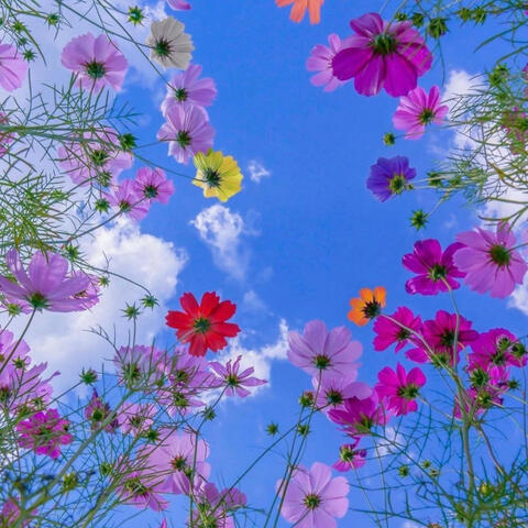 Wildflower Waltz: Nature's Colorful Melodic Bouquet