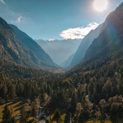 Nature's Serenade: Melodies from the Wild