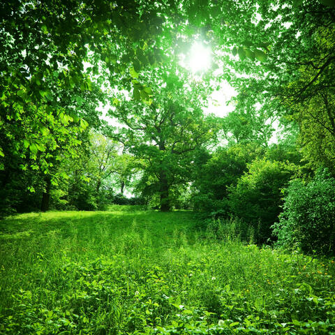 Serenade in Green: Nature's Harmonic Palette Unleashed
