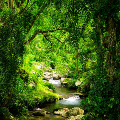 Serenade by the Stream: Nature's Melodic Flow