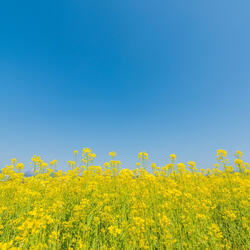 Blossom Dawn Nature Serenade