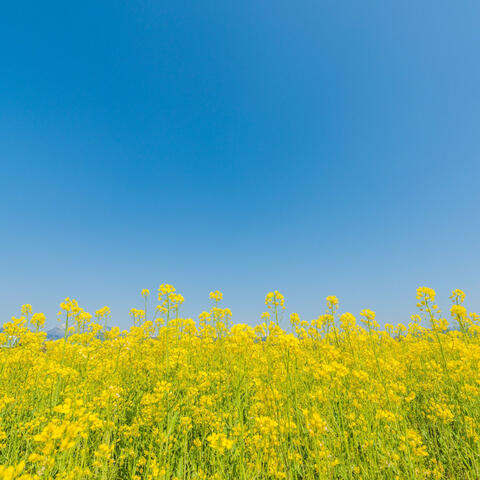 Nature's Serenade in Blossom