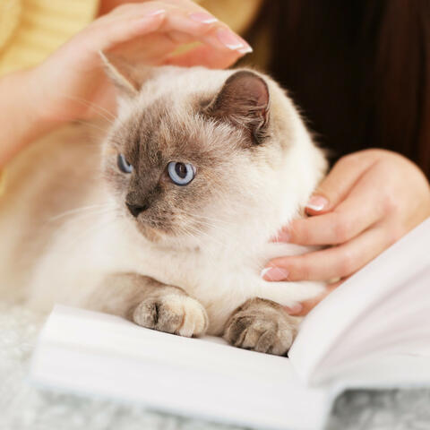 Piano Pet Reflections: Rain's Serene Moments
