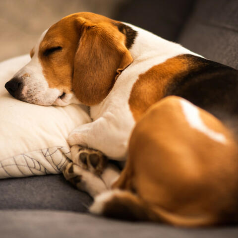 Tranquil Dog Naps: Piano Lullabies with Rain
