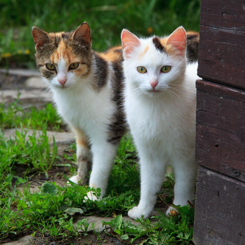Raindrop Piano Serenades: Serenading Our Purrfect Cat Companions