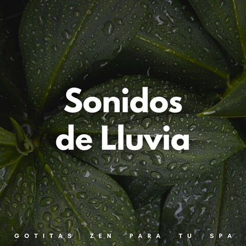 Sonidos De Lluvia: Gotitas Zen Para Tu Spa
