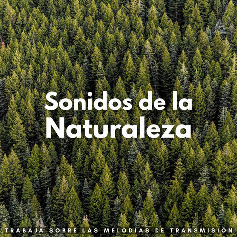 Sonidos De La Naturaleza: Trabaja Sobre Las Melodías De Transmisión