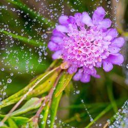 Focus with Cascading Rain