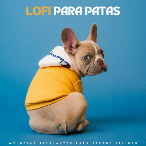 Lofi Para Patas: Melodías Relajantes Para Perros Felices