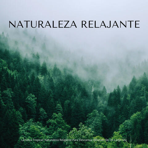 La Selva Tropical: Naturaleza Relajante Para Descansar Después De Un Largo Día