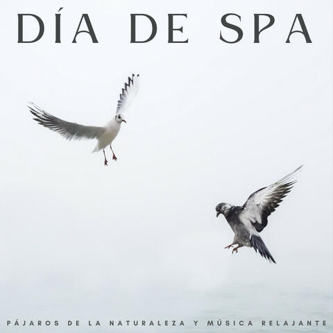 Día De Spa: Pájaros De La Naturaleza Y Música Relajante