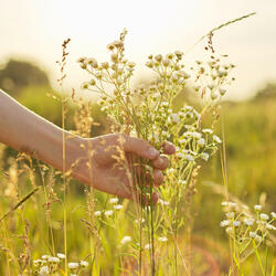 Nature's Wildflower Harmonic Bliss