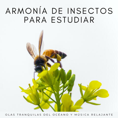 Armonía De Insectos Para Estudiar: Olas Tranquilas Del Océano Y Música Relajante