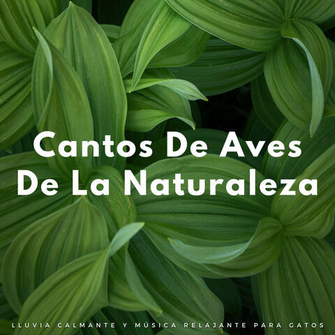 Cantos De Aves De La Naturaleza: Lluvia Calmante Y Música Relajante Para Gatos