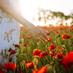 Blossoms in Nature's Serenity
