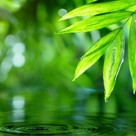 Rainfall Symphony: Calming Raindrops in Harmony