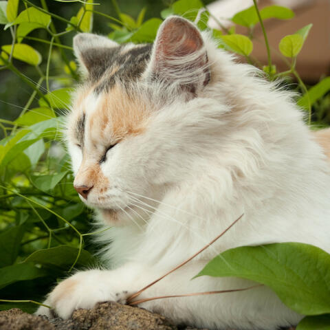 Feline Catnap: Piano Rain's Harmonic Purrs