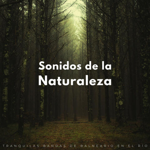 Sonidos De La Naturaleza: Tranquilas Bandas De Balneario En El Río