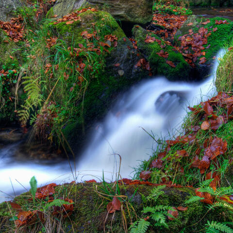 River's Edge Tranquility: Relaxing Music of Water