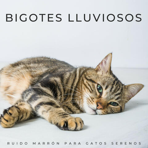 Bigotes Lluviosos: Ruido Marrón Para Gatos Serenos