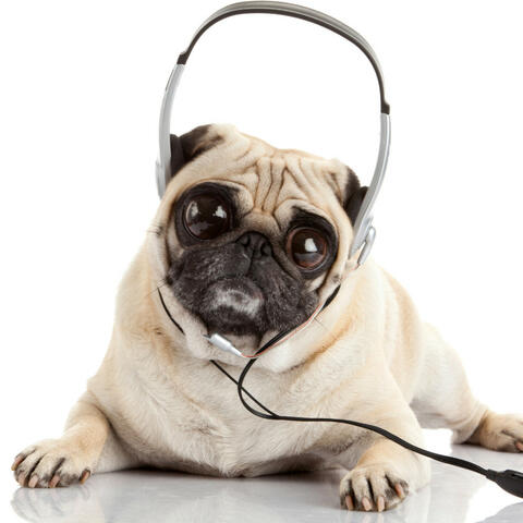 Music For Canine Relaxation: Serene Tail Wags