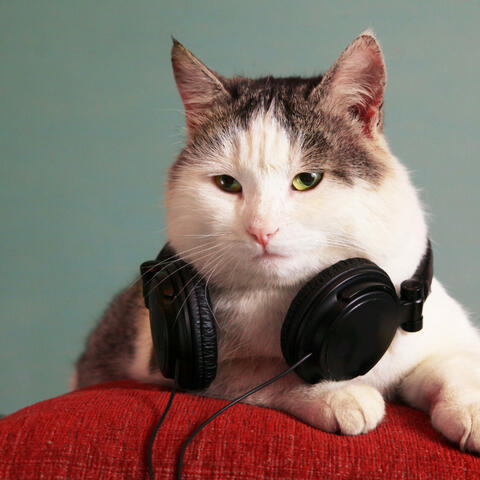 Purr-fect Peaceful Melodies: Music For Cats