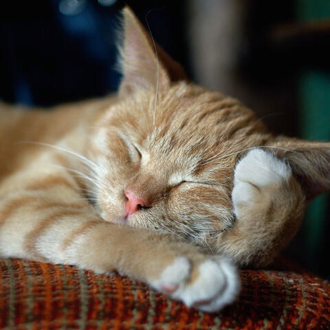 Cats' Dreams Unveiled: The Piano's Rainy Serenity