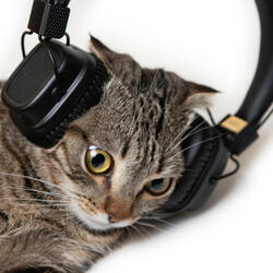Recitative for Content Kitties