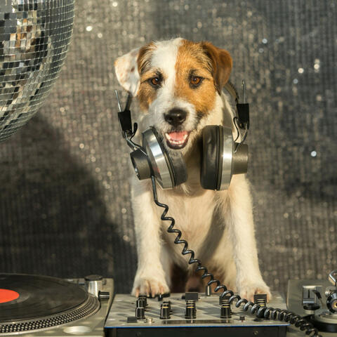 Music For Pet Bonding: Harmony Hounds