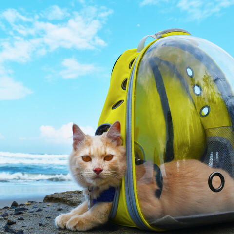 Pet Harmony by the Sea: Music for Stress Relief