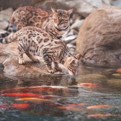 Flowing River's Serene Overture