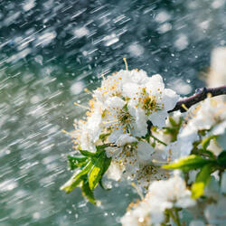 Peaceful Rain's Melodic Rhythm