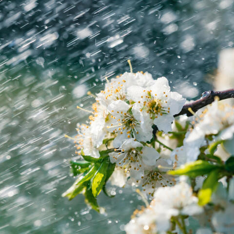Rhythmic Rain Relaxation: Music for Stress Relief