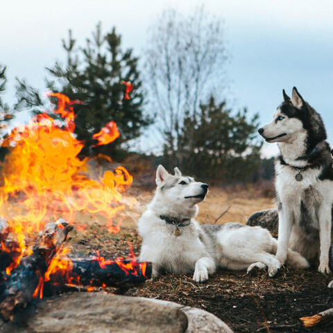Fireside Ballad with Furry Companions: Music for Stress Relief