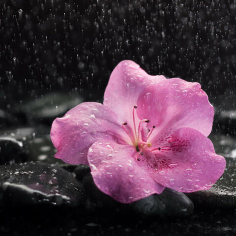 Rainy Wellness Oasis: Music for Stress Relief