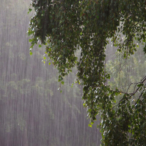 Serenading Showers: Melodies of Falling Rain